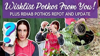 Unboxing A Wishlist Pothos From YOU! + Rehab Pothos Repot and Update