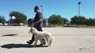 GoldenDoodle Training Phoenix I GoldenDoodle Trainers Arizona I Before & After I All-American K-9