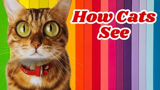 Cat Vision 101: How Your Furry Friend Sees the World