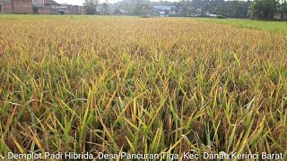 PANEN PADI HIBRIDA STERLINK BSM3H