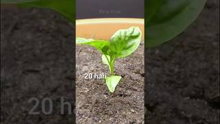 menumbuhkan benih paprika #timelapse #tanaman #paprika