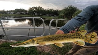 ALLIGATOR GAR and LARGEMOUTH BASS in Ft. Myers Fl. 🔥