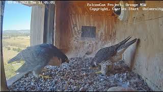 FalconCam 2023 03 09 Indigo displaying to Diamond, then ducking for kestrels