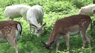 Bradgate Park, Leicester