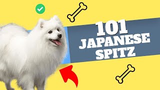 Cutest Breed on Earth? Uncovering the Truth About the Japanese Spitz!