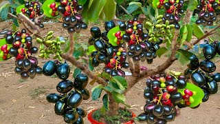 How Asian Farmers Harvest Millions of  Java Plum tree –  Java Plum tree Farming and Processing Techn