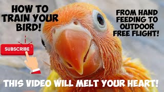 HOW TO TRAIN AFRICAN LOVE BIRD FOR OUTDOOR FREEFLIGHT