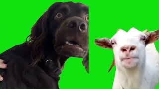 15 dog memes For Green Screen Chroma Key