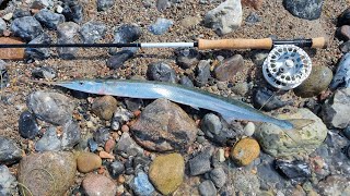 Garfish on the fly. Saltwater fly fishing in the Baltic Sea