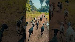 goat farming business || #goatfarming #goat #shorts #viral t