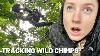 Uganda Vlog: WILD CHIMPANZEES in Uganda! Underrated African travel destination 😍 #UgandaTravelVlog