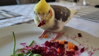 Foodie bird #beetroot