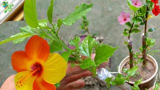 GRAFTING new Technique | এই ভাবে কলম করুন আর অল্প সময়ে সফল হোন | How to grow Cutting at home