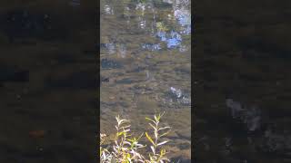 rainbow trout in low clear water