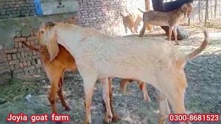 joyia goat farm bahawalpur | pure makhi cheeni goat farm | goat farming  | @joyiaGoatFarm