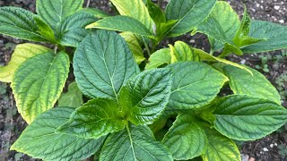 Chlorose Nährstoffmangel/Eisenmangel bei Hortensien. Ergebnisse nach der ersten Behandlung