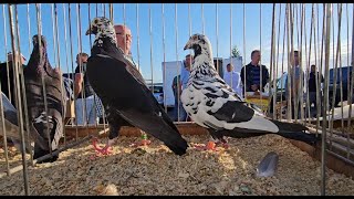 RADOM Gołębie pigeons targ Andrzej W. 6 .07.2024.cz.2 /3 💥Gołębie jasne i wyszwance Andrzeja Radom💥