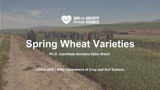 Spring Wheat Varieties   Aicha Djibo Waziri 20230816