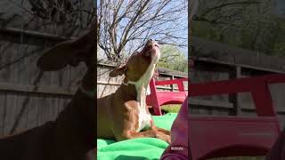 American bully is the ultimate woo boy. American bulldog satisfying sound #shorts #americanbully