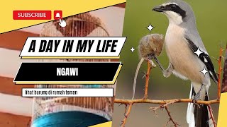 a day in my life | episode bermain ke Ngawi