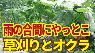 梅雨時の畑、収穫の合間、雨の合間に雑草の草刈り草抜き。6/26