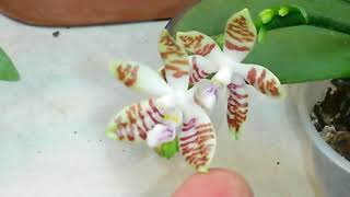 Цветение Орхидеи.   Phalaenopsis Sumatran x tetraspis