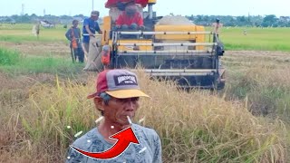 Mesin Panen Padi Paling Tercepat|| Kubota Panen Padi #386