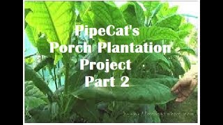 PipeCat's Porch Plantation Project 2018,  PART 2