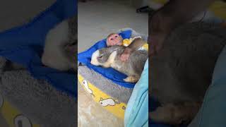 #shortvideo #short #monkey #funny #funnyvideo