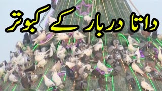 Data Darbar pigeon || Kabutar tv