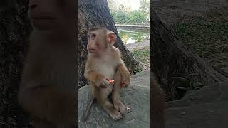 VID20241112165424 Monkey play