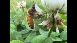 Nic az tak interesujace ale nagrane iphone macro niezla jakosc 👌bee