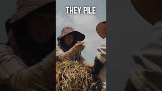 Rice harvesting secrets: how do the Pacoh people harvest in the Vietnamese highlands?