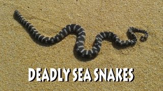 Sea snake Malaysia