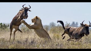 HUNTING LION DOCUMENTARY