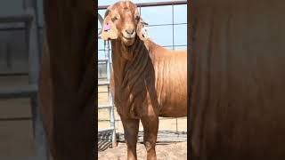 beautiful animal Eid ul zuha long animal #reels #trending