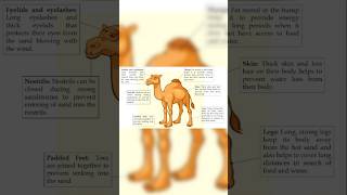 Adaptation in camel for living in hot deserts | Labelling adaptations in Camel