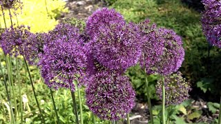 Allium 'Purple Sensation' - FarmerGracy.co.uk