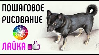 ЛАЙКА. Рисуем собаку поэтапно. Пошаговое рисование лайки // How to draw dog laika step by step.