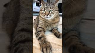 КОТЫ из Tik Tok /Funny CATS from Tik Tok #степа