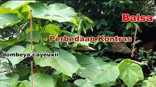 Pengalaman Tertipu Perbedaan Dombeya Cayeuxii dengan Balsa