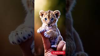 Want CUTE TIGER VIDEOS? Watch This Now!