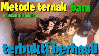 Metode ternak baru terbukti berhasil || indukan di mandikan