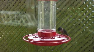 Humming Bird Visits 2019 0308