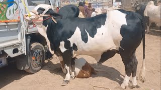 Ramzan Ul Mubarak Main Pehli Mandi Down|