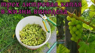 ТРЕХлитровая капля в жизни винодела