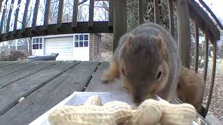 Bird startles squirrel & squirrel chase