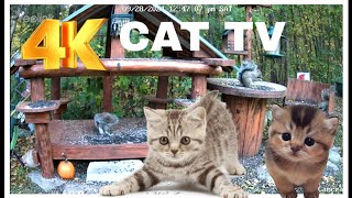 Cat TV Dog TV 4k Chipmunks , Squirrels and Birds #cattv #squirrel #nature #birds