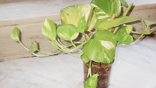 Easiest way to propagate money plant