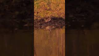 Dance sandpiper, dance!